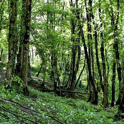 ناهارخوران جایی برای صرف ناهار